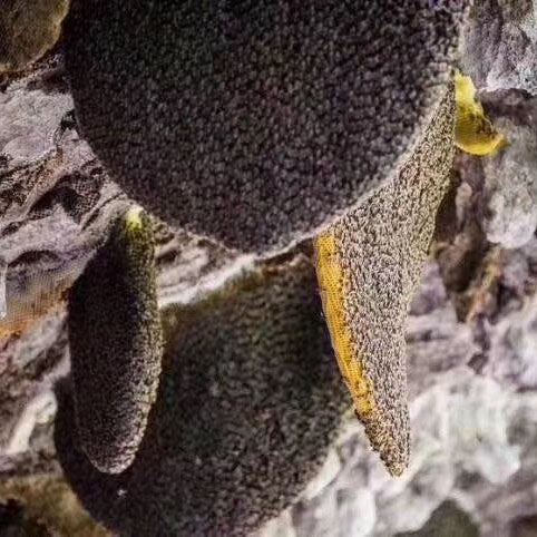 【年后发货】云南原始森林蜂蜜 天然野生蜂种 崖蜂蜜 岩蜜崖蜜