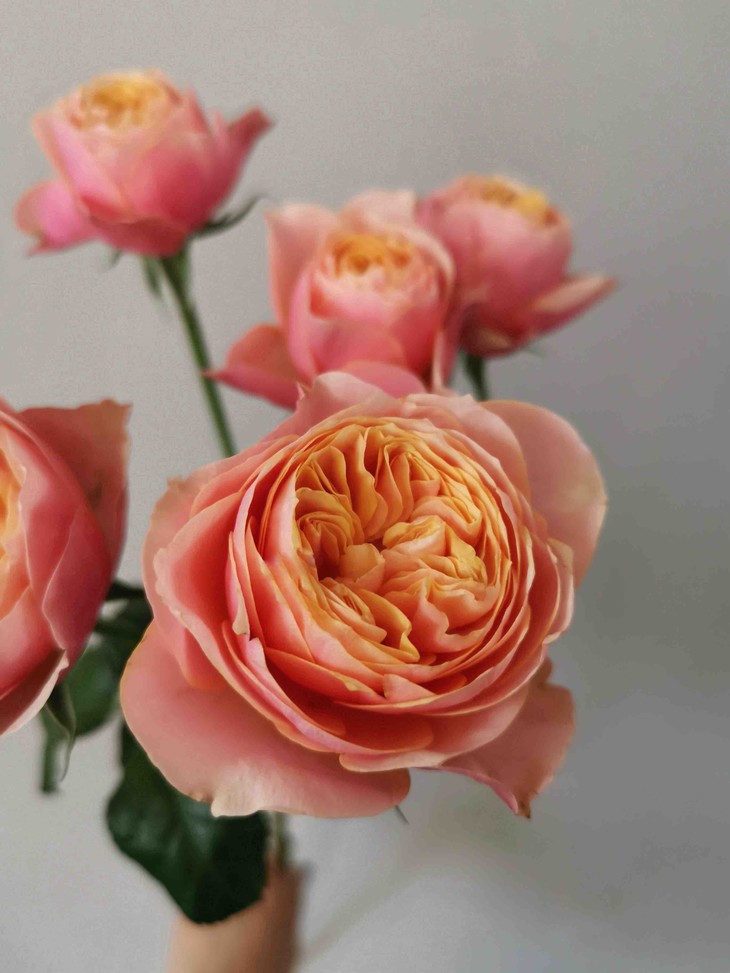 葳单品·多头粉蝴蝶