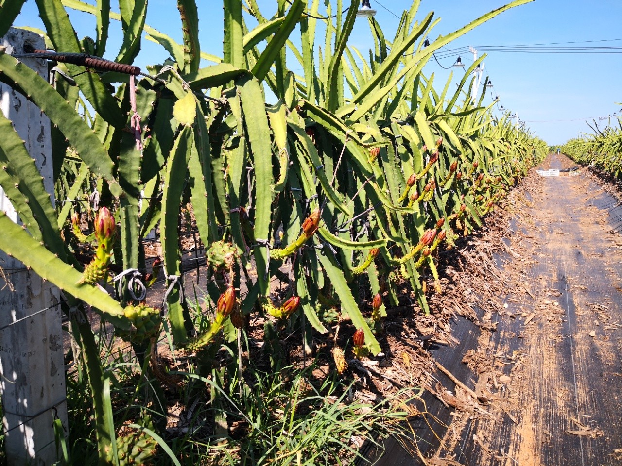 果中贵族黄金燕窝果