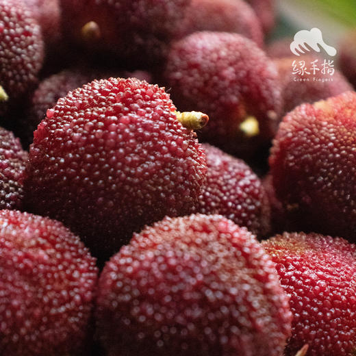 【下雨预售】生态东魁杨梅 | 合作生产*Eco-waxberry | Partner Production 商品图3