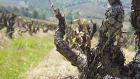 葡萄树：美丽的“造型”背后大有学问（上）