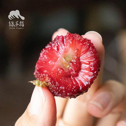 【下雨预售】生态东魁杨梅 | 合作生产*Eco-waxberry | Partner Production 商品图1