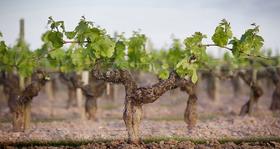 葡萄树：美丽的“造型”背后大有学问（下）