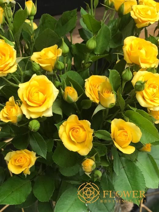 梦幻芭比多头玫瑰 商品图3