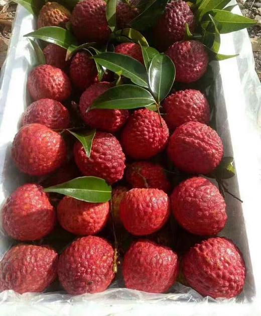 火山口荔枝王6斤装 | 果味浓郁 清香多汁 荔枝之王