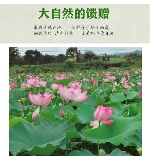 兴国县238g百丈泉白莲 商品图1