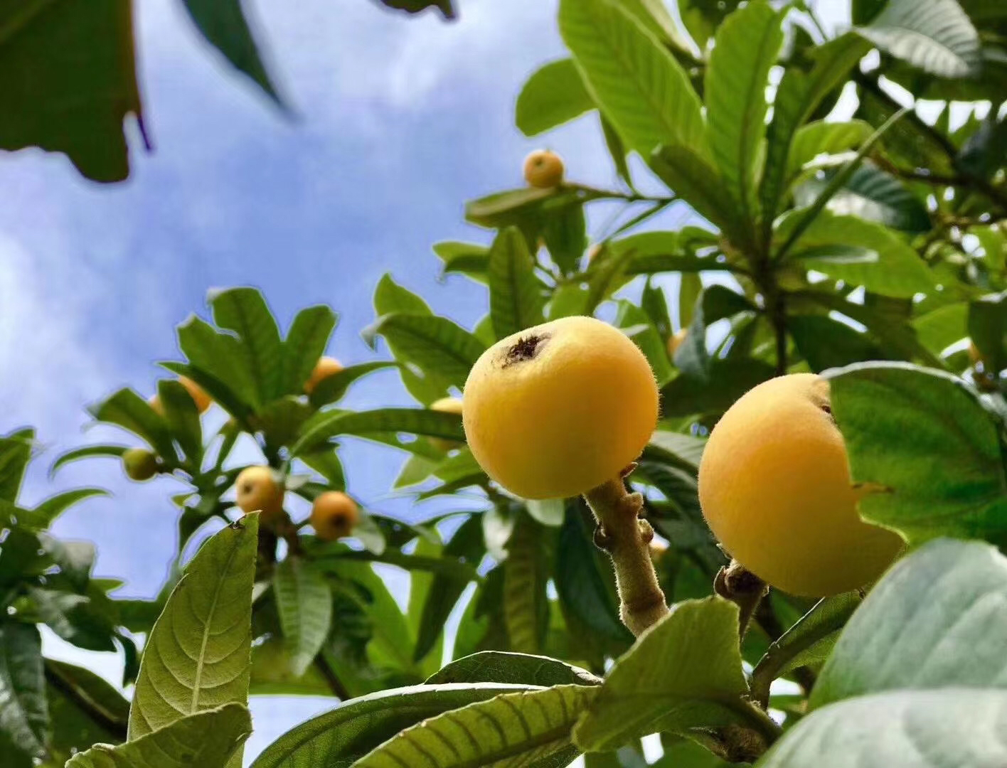 东山 白玉 枇杷