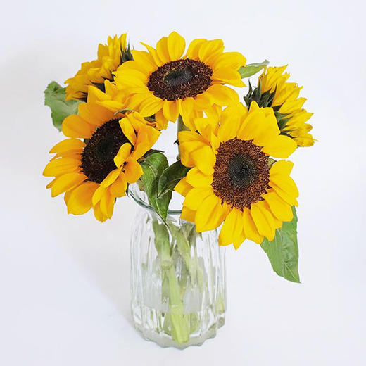 向日葵5支 商品图0