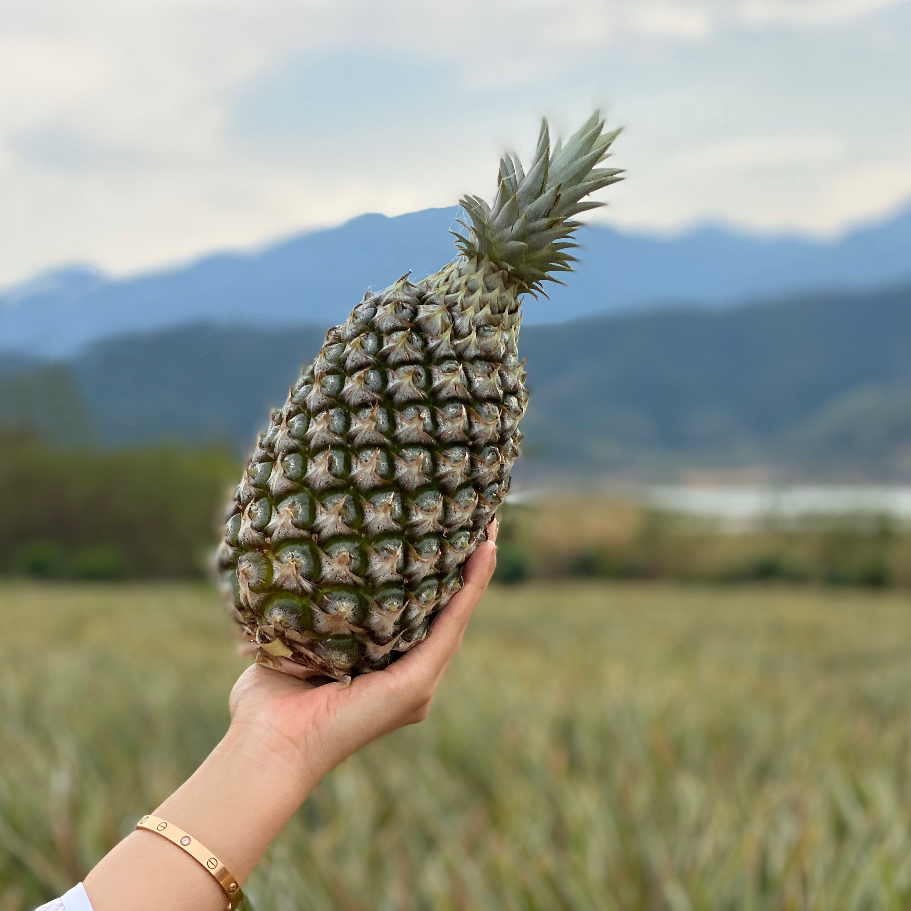 三亚·冬蜜凤梨 纯甜无酸 口感细腻 水分十足 顺丰直达