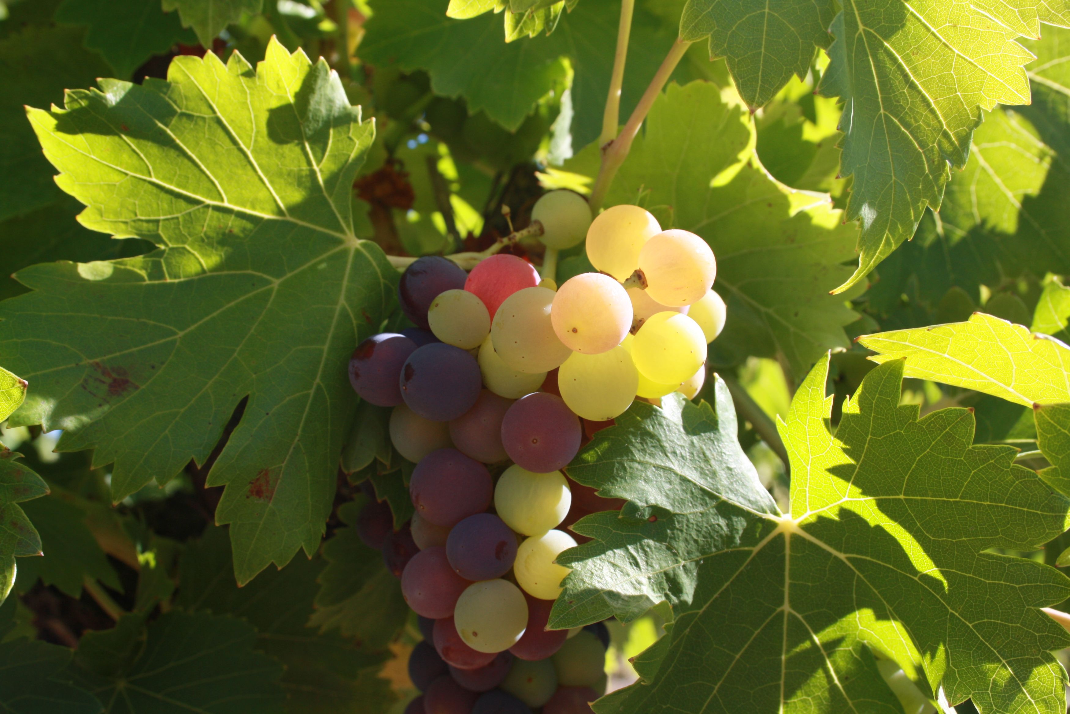 酿酒葡萄生长记