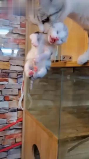 猫咪有了宝宝以后 商品图0