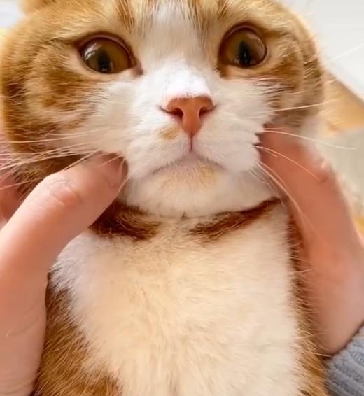 任由铲屎官把玩的猫咪 商品图0
