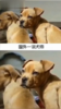 哇！流浪狗都能开车了 商品缩略图0