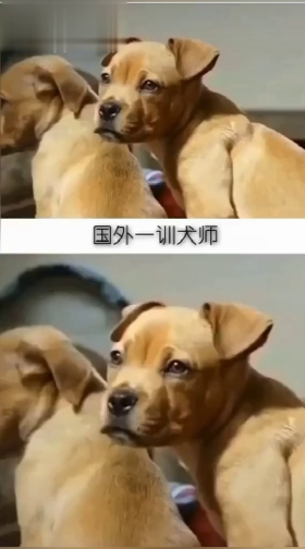 哇！流浪狗都能开车了