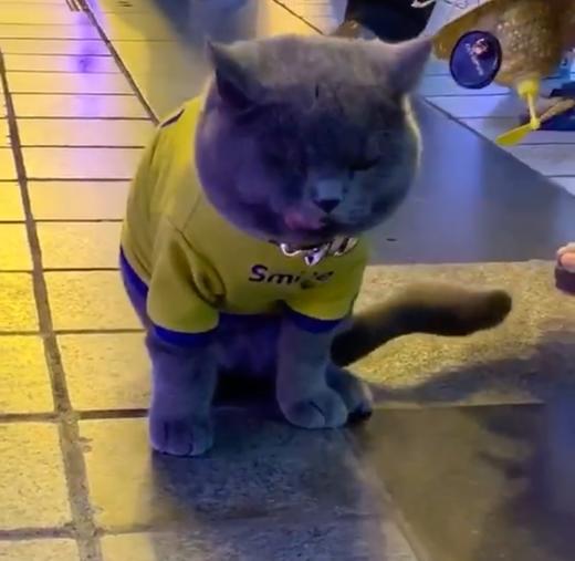 社会喵噢 商品图0