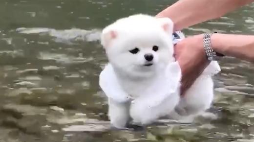 肆意洒脱玩水的小猫咪 商品图0