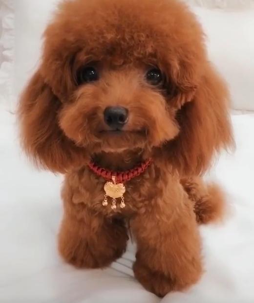 卡哇伊 学猫咪叫的小狗狗 商品图0