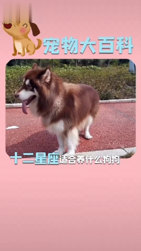 12星座最适合养什么样的宠物