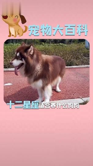 12星座最适合养什么样的宠物 商品图0