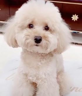 给你百年的小狗狗