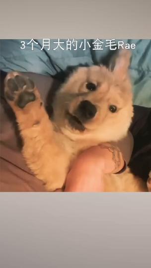 金毛独角兽 商品图0