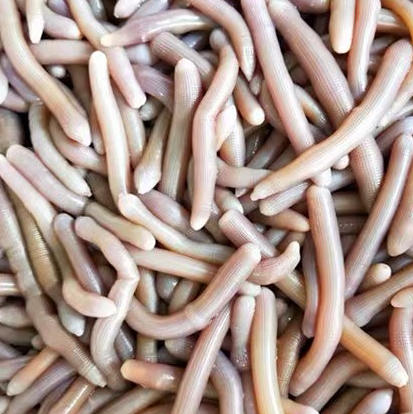 【果蔬精选】大别山•鲜天麻 肉厚饱满 洁白浆汁 回味甘甜 天麻素含