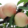【用图】现摘新鲜 高山水蜜桃 毛桃2斤【当天提货】 商品缩略图4