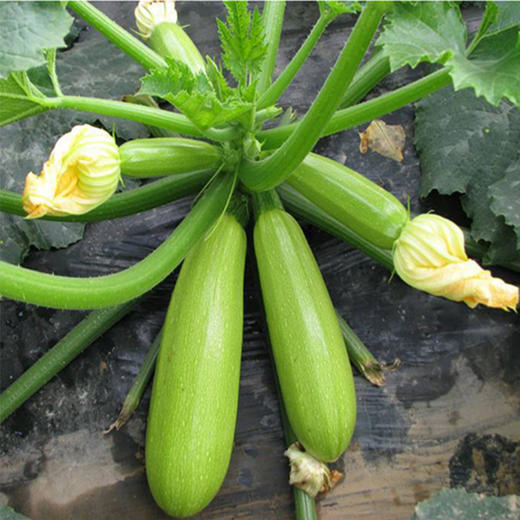 西葫芦500—600克（±50g） 商品图2