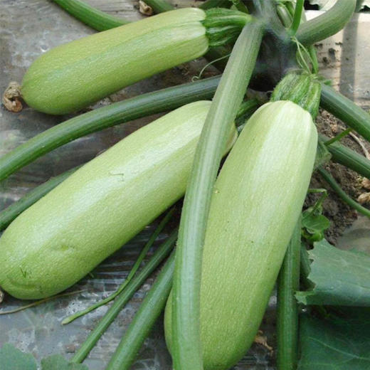 西葫芦500—600克（±50g） 商品图1