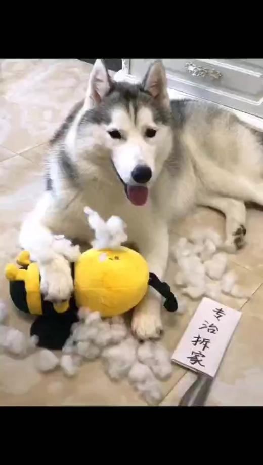 二哈你怎么怂了，继续造啊 商品图0