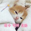 小可爱本爱 商品缩略图0
