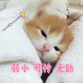 小可爱本爱