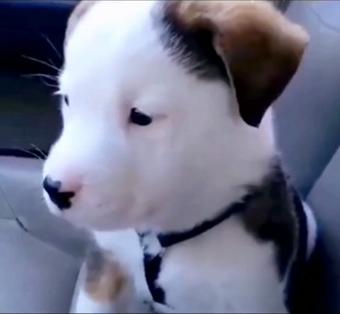 小狗狗黑鼻头 商品图0