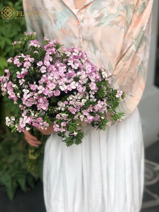 相思梅 商品图1