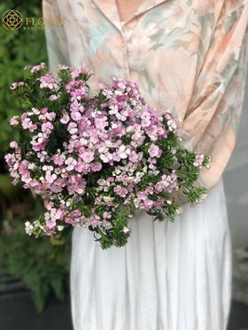 相思梅