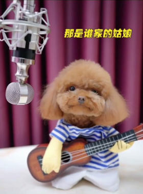 我是唱歌最好的泰迪