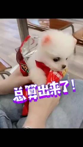 小茶杯犬好可爱
