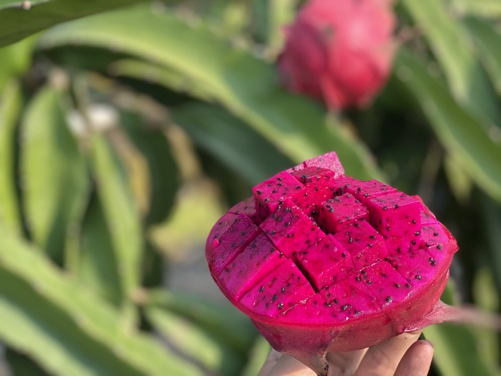 【第二批预售8号左右发货】三亚·金都一号火龙果 纯甜多汁 自然成熟