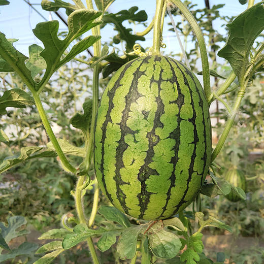 【一藤只留一个瓜】庞各庄小西瓜【美年康】