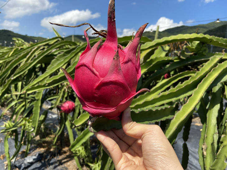 【第二批预售8号左右发货】三亚·金都一号火龙果 纯甜多汁 自然成熟