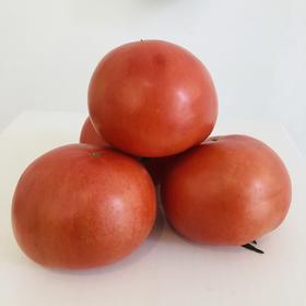 有机菜番茄500g｜芸岭鲜生