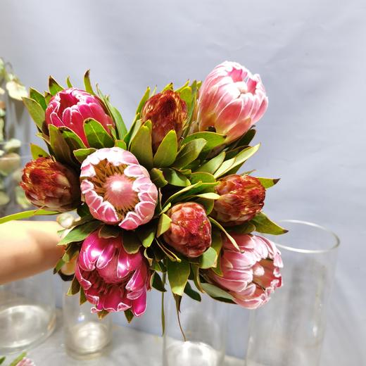 【南非进口花合集】公主,白帝王,皇后可选;ems极速鲜发货,下单48小时