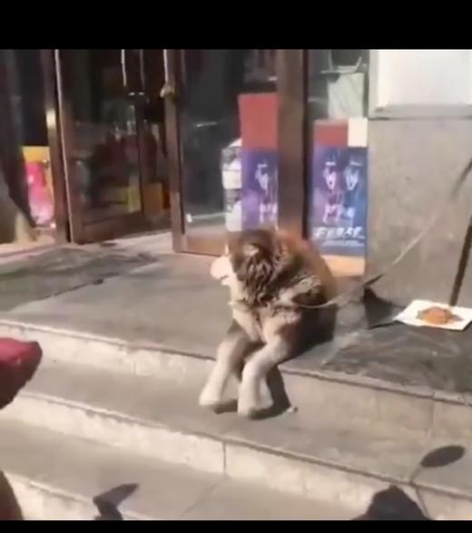 超治愈的狗狗 商品图0