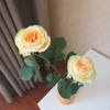 【周四秒杀】香槟玫瑰15枝49.8元 商品缩略图1