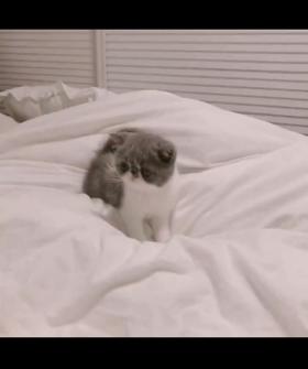 迷你可爱的小猫咪