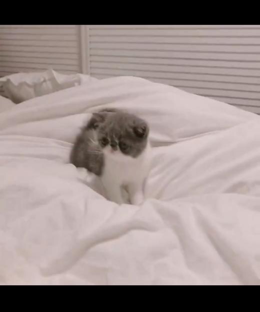 迷你可爱的小猫咪 商品图0