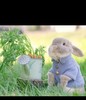 吃胡萝卜的小兔子 商品缩略图0