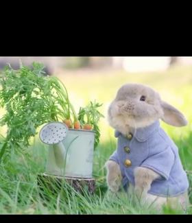 吃胡萝卜的小兔子