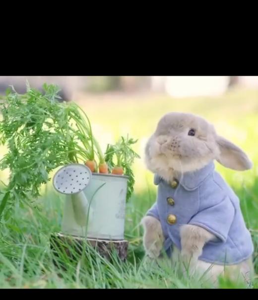 吃胡萝卜的小兔子 商品图0