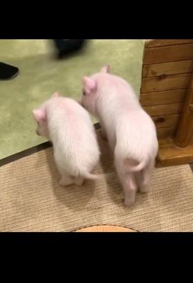 摇尾巴的猪呀